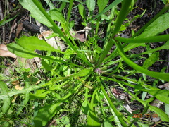 Rorippa dictyosperma