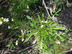 Rorippa dictyosperma