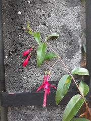 Fuchsia regia