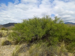 Prosopis flexuosa