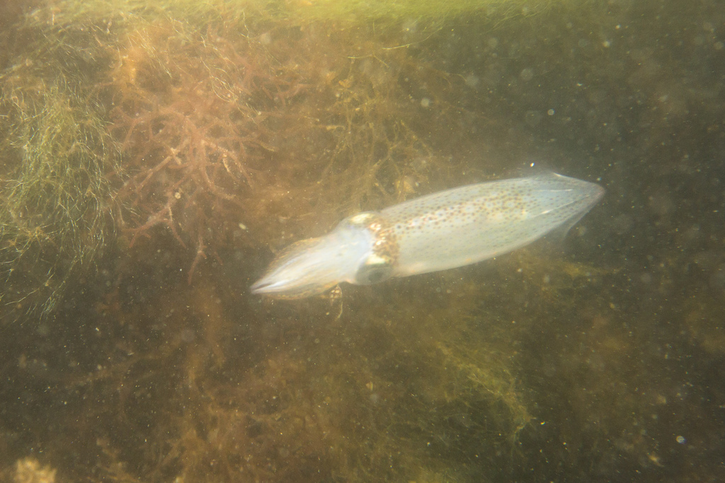 Shortfin Squids