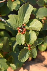 Frangula betulifolia