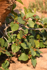 Frangula betulifolia