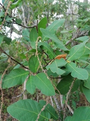 Coccoloba liebmannii