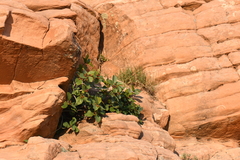 Frangula betulifolia