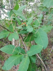Coccoloba liebmannii