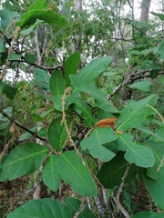 Coccoloba liebmannii