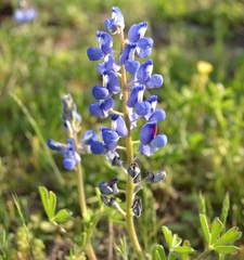 Lupinus subcarnosus