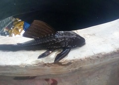 Hypostomus