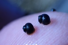 Fluminicola turbiniformis