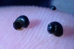 Fluminicola turbiniformis