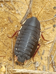 Polyzosteria limbata