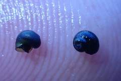 Fluminicola turbiniformis