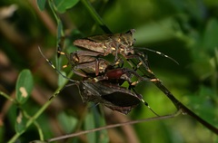 Pachylis laticornis
