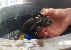 Hypostomus