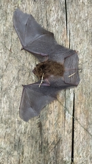 Thyroptera tricolor
