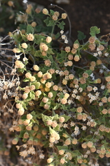 Perityle tenella