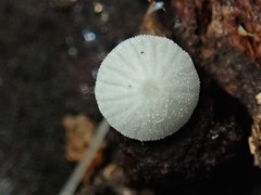 Mycena pitereka