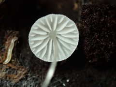 Mycena pitereka