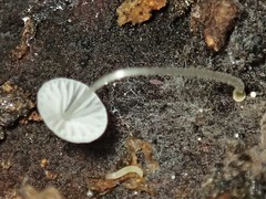Mycena pitereka