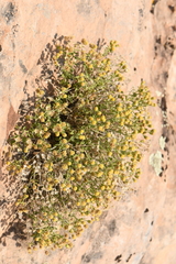 Perityle tenella