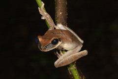 Osteocephalus planiceps