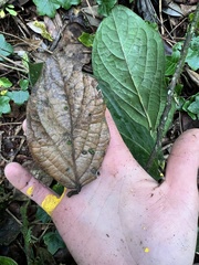 Ocotea pedicellata