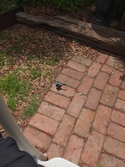 Malurus cyaneus ashbyi