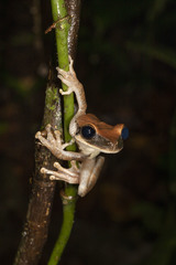 Osteocephalus planiceps