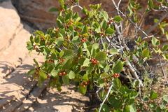 Frangula betulifolia