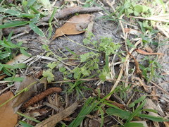 Ranunculus platensis