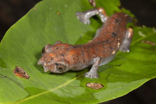 Peruvian Climbing Salamander, Bolitoglossa peruviana