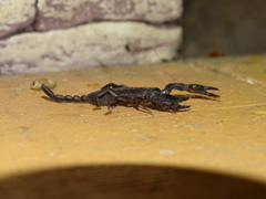 Euscorpius italicus