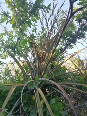 Tillandsia huamelulaensis