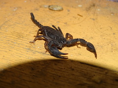 Euscorpius italicus