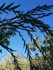 Tillandsia huamelulaensis