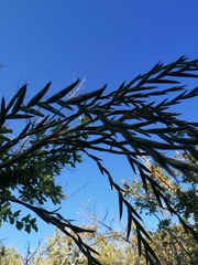 Tillandsia huamelulaensis