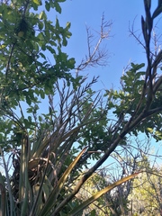 Tillandsia huamelulaensis