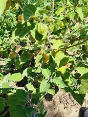 Physalis peruviana