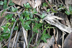 Xanthosia tasmanica