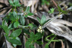 Xanthosia tasmanica