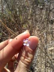 Leptosiphon liniflorus