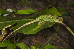 Enyalioides laticeps