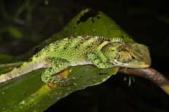 Enyalioides laticeps