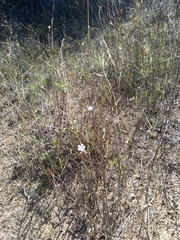 Leptosiphon liniflorus