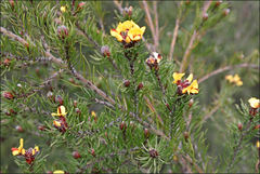 Pultenaea mollis