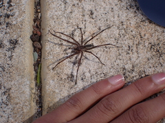 Corasoides occidentalis