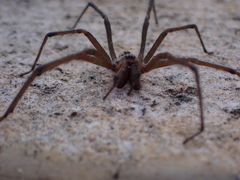 Corasoides occidentalis