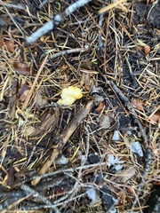 Cantharellus roseocanus