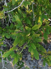 Vitex mollis